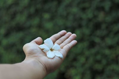 Close-up of hand holding flower