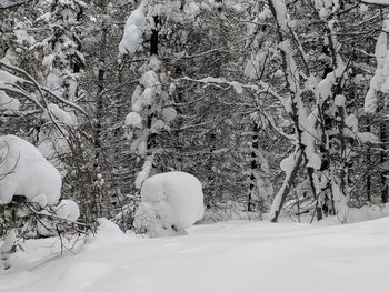 Snow covered trees on field in forest