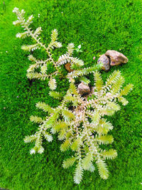 High angle view of flowers on grass