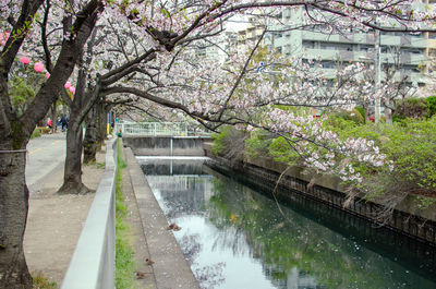 View of canal amidst trees in park