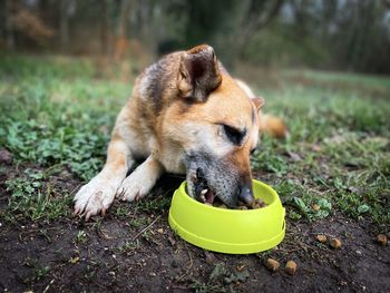 German shepherd dog lying down on the ground in the park and eating dog kibbles placed in a bowl