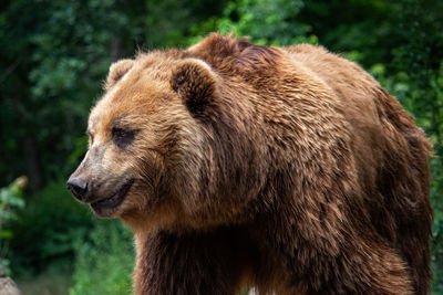 Close-up of an animal looking away