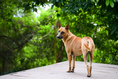 View of dog by trees