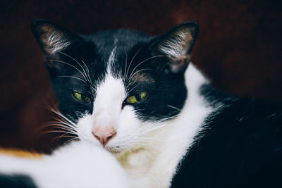 Close-up portrait of cat at home