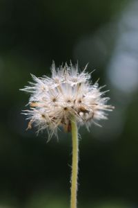 Close-up of dandelion