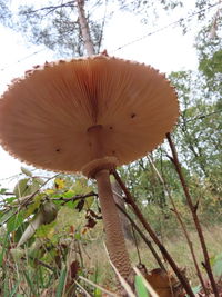 Low angle view of mushroom growing on tree