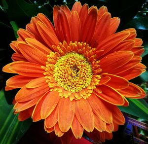 Close-up of orange flower blooming outdoors