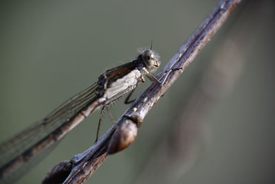 Close-up of damselfly on twig