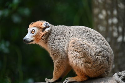 Close-up of an animal in zoo