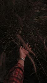 Midsection of person holding plant at night