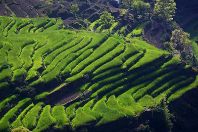 Aerial view of farm 