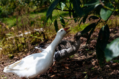 View of birds on land