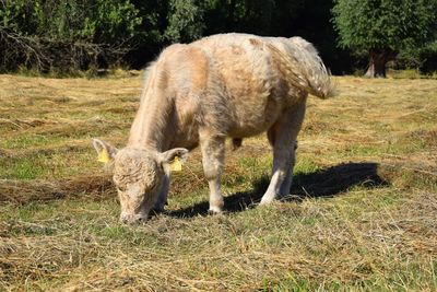 Sheep grazing in a field