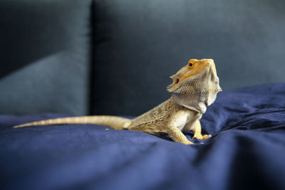 Close-up of leaf on bed