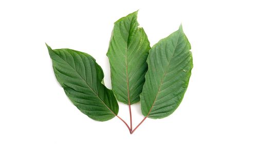 Close-up of leaves against white background