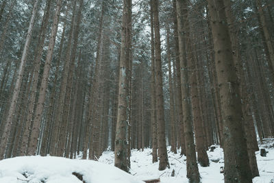 Trees in forest during winter