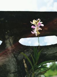 Close-up of white flowers growing on plant against sky