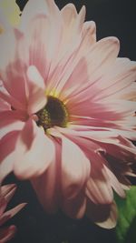 Close-up of pink flower