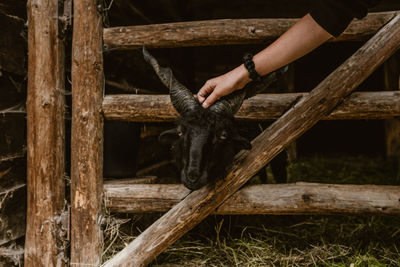 Close-up of a horse on a fence