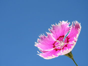 Close-up of pink flower against blue sky