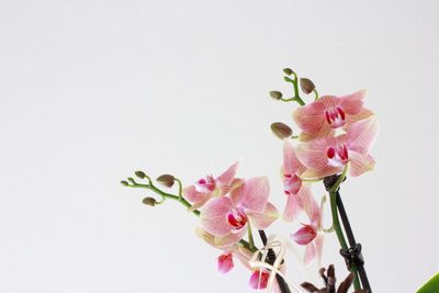 Close-up of flowers against white background