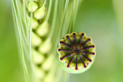 Close-up of fruit on plant