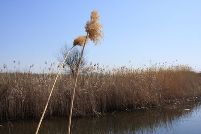 Scenic view of lake against clear blue sky