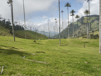 Scenic view of field against sky