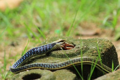 View of snake on rock by grass