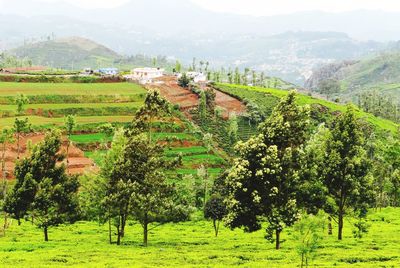Scenic view of tea plantations against mountains