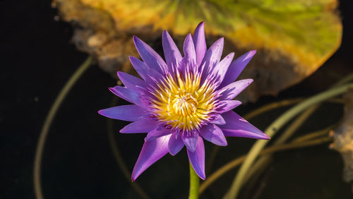 Close-up of lotus water lily blooming outdoors