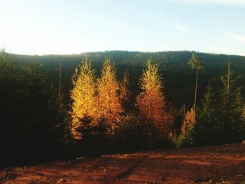 Trees in forest against sky