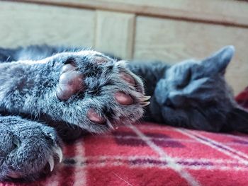 Close-up of dog sleeping