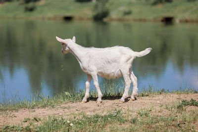 Close-up portrait of white adult goat grassing on green summer meadow field at village countryside