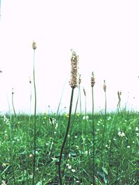 Close-up of wildflowers growing in field against clear sky