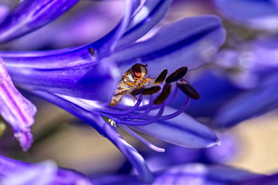 Close-up of hoverfly pollinating on purple flower