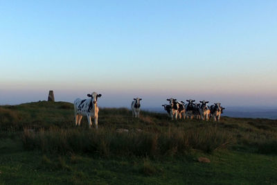 Horses grazing on field