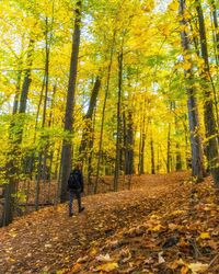 Rear view of woman hiking in forest during autumn