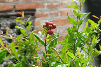 Close-up of strawberry growing on plant