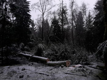 Trees in forest