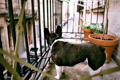 Dog on balcony