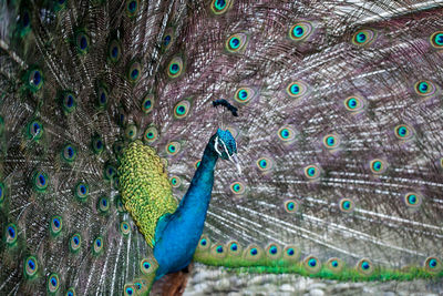 Portrait of beautiful male peacock