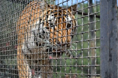 Close-up of monkey in cage