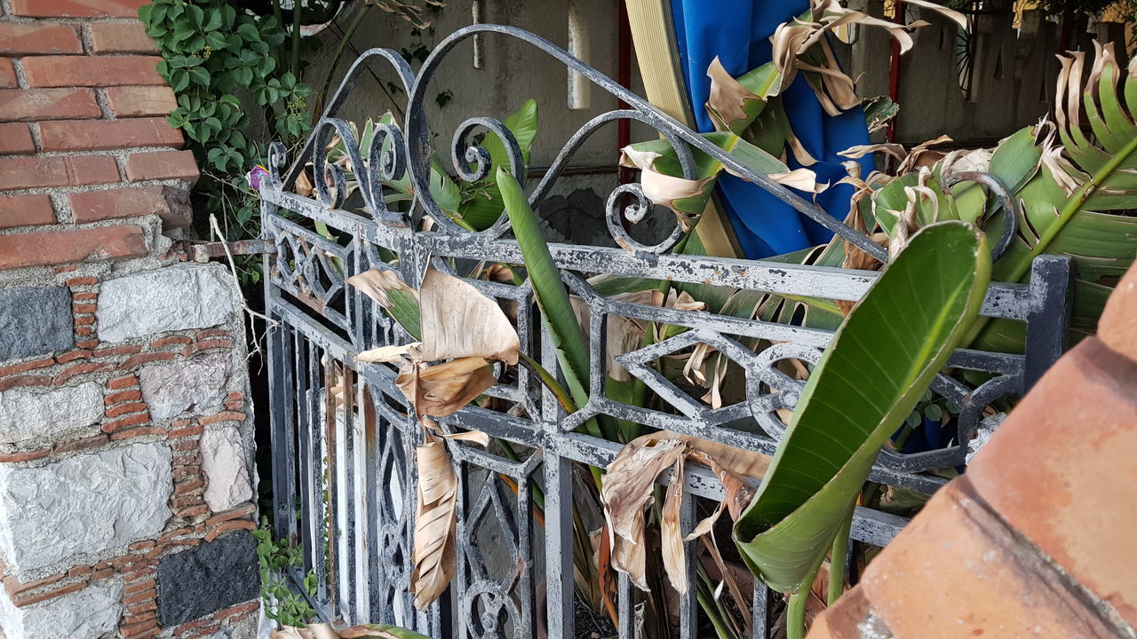 CLOSE-UP OF POTTED PLANTS BY WALL