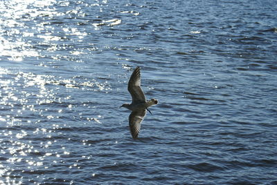 Bird swimming in sea