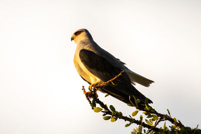 Black-shouldered kite perches in profile on branch