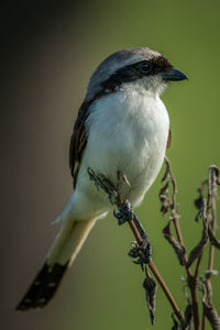 Grey-backed fiscal perches on plant eyeing camera