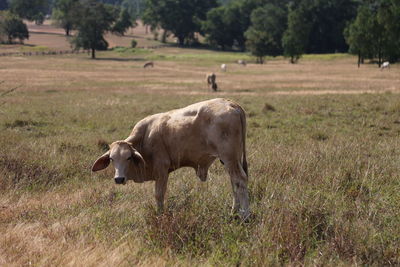 Sheep grazing on field