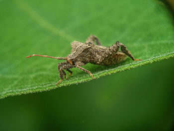 Close-up of insect on leaf