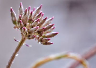 Close-up of pink flower